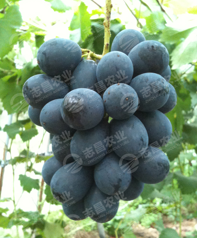 黑皇网站.jpg