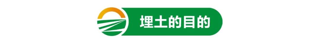 【栽培技术】葡萄进入“冬眠”期，埋土这样做来年产量有保障！(图1)
