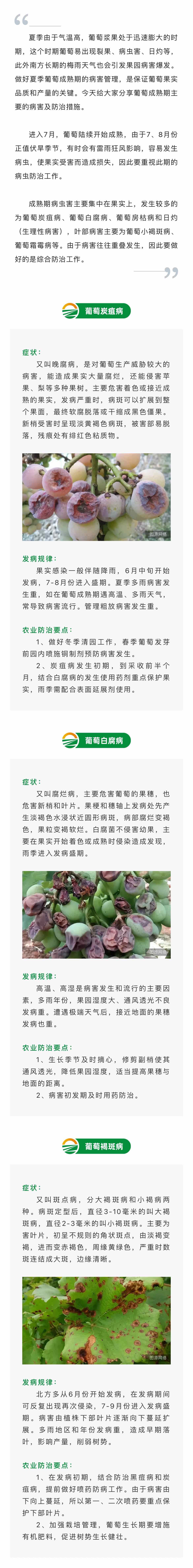 葡萄成熟期主要病害及防治(图1)