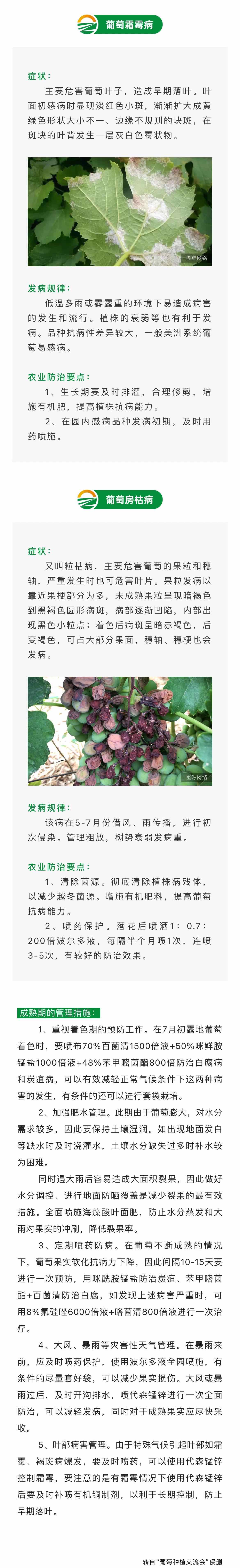 葡萄成熟期主要病害及防治(图2)