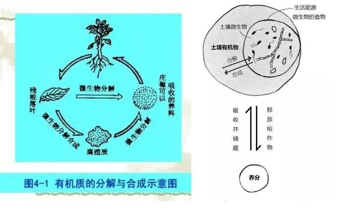 好土壤才能种出好葡萄！阳光玫瑰适合什么样的土壤？(图4)